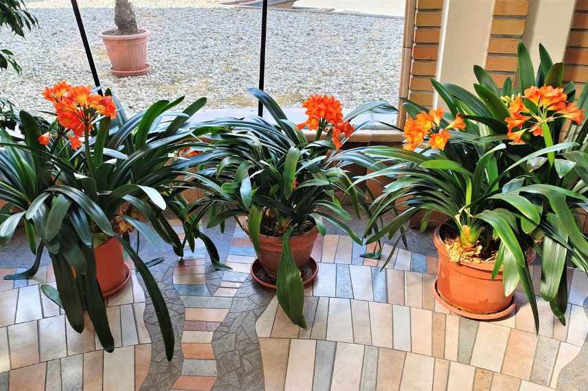 clivia culture en interieur