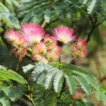 Comment rajeunir un vieil albizia ou arbre à soie ?