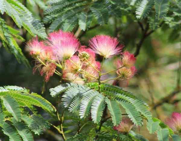 Comment rajeunir un vieil albizia ou arbre à soie ?