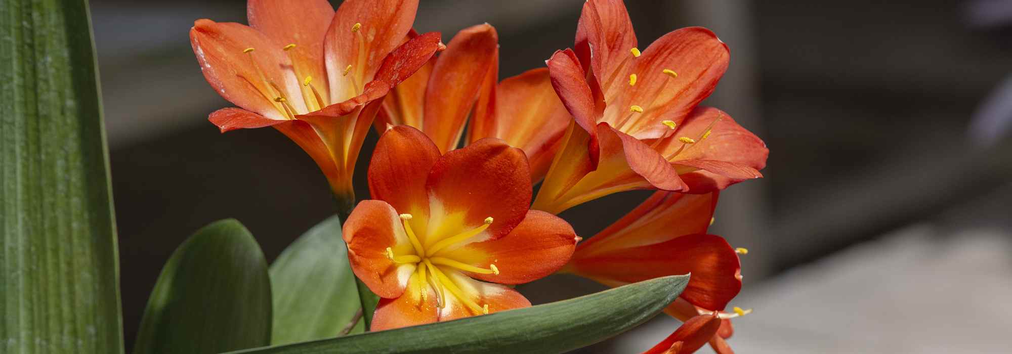 Cultiver un Clivia en intérieur