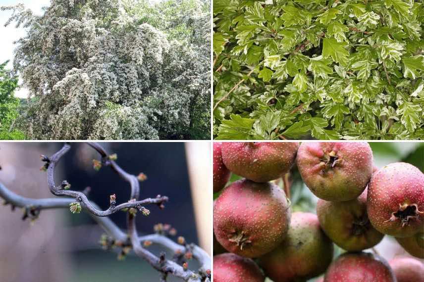 differentes aubepines