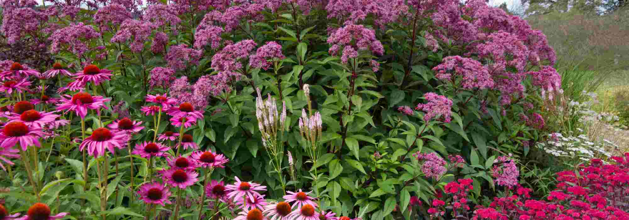 Inflorescences : tout savoir sur les différentes formes de floraison des plantes