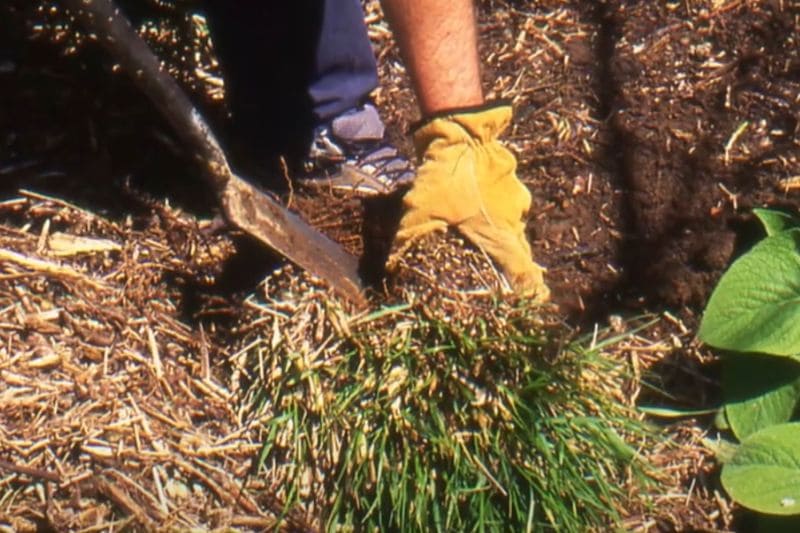 comment diviser une graminee