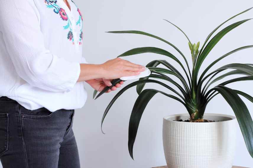 entretenir le clivia ete hiver