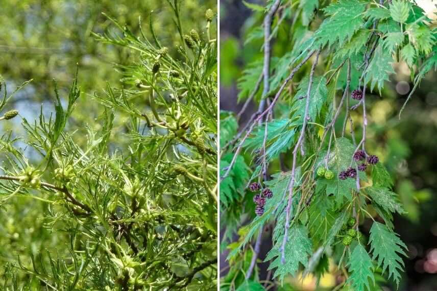 feuillage particuliers d'aulnes