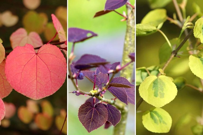 différents feuillages d'arbre au caramel