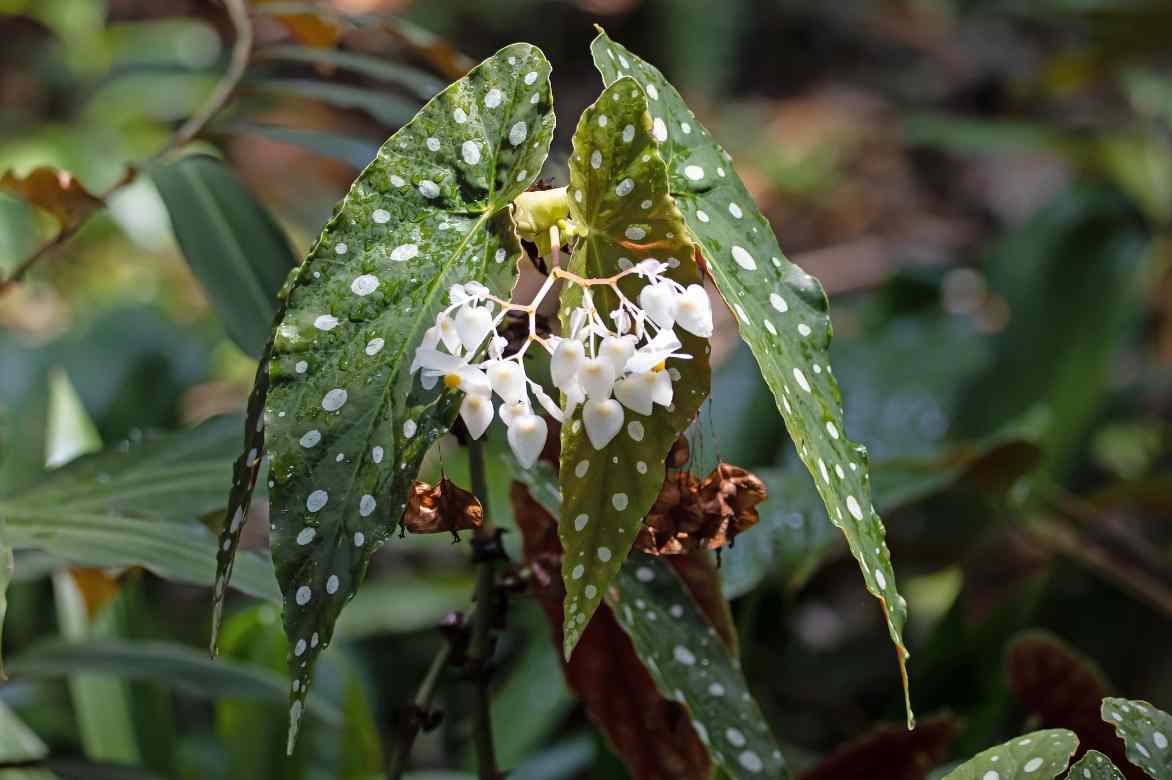 fleurs Begonia maculata