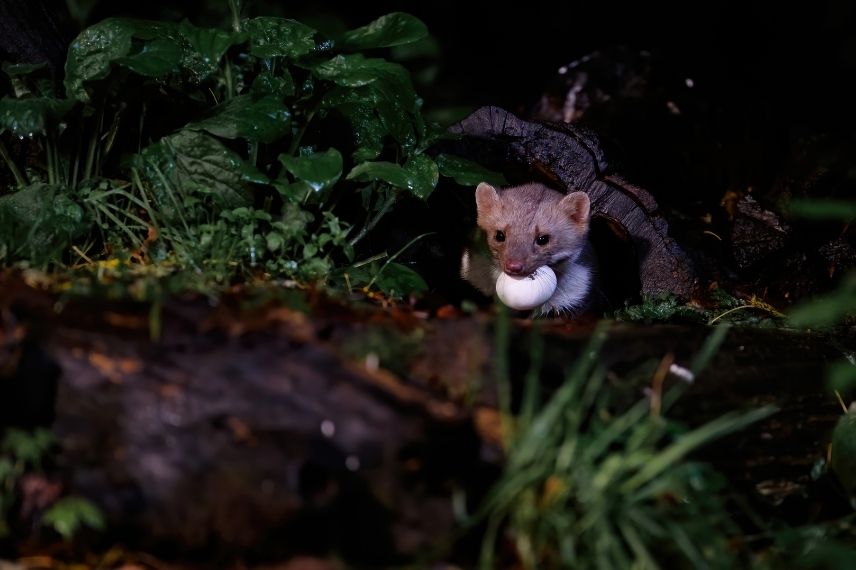 fouine dans un poulailler