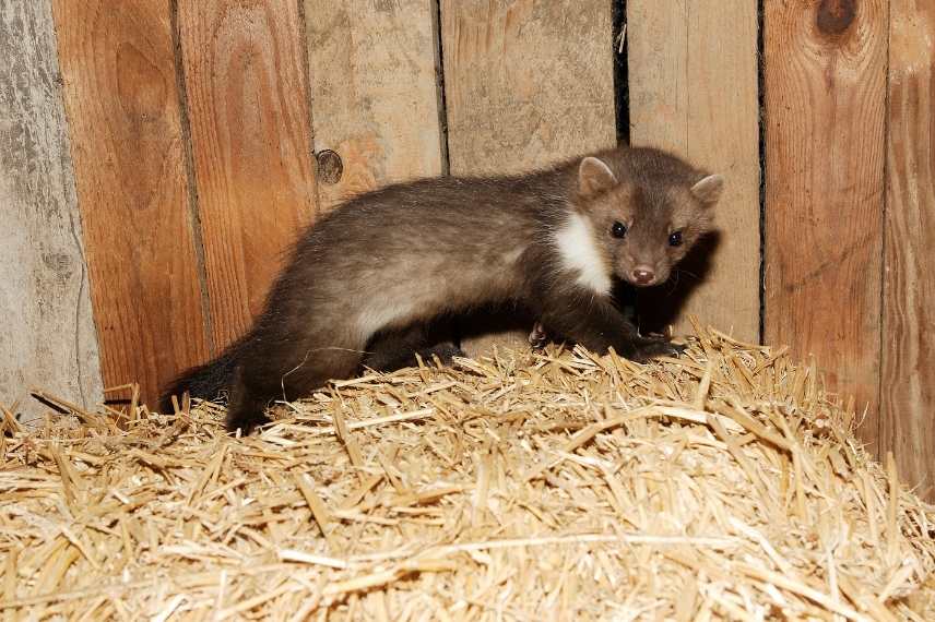protéger son poulailler de la fouine