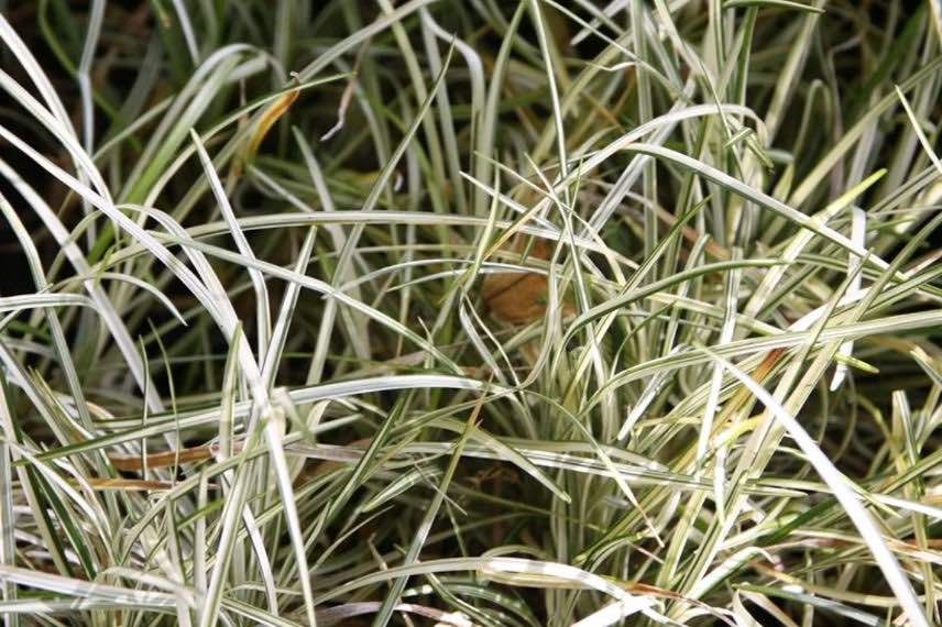 feuillage panaché Ophiopogon