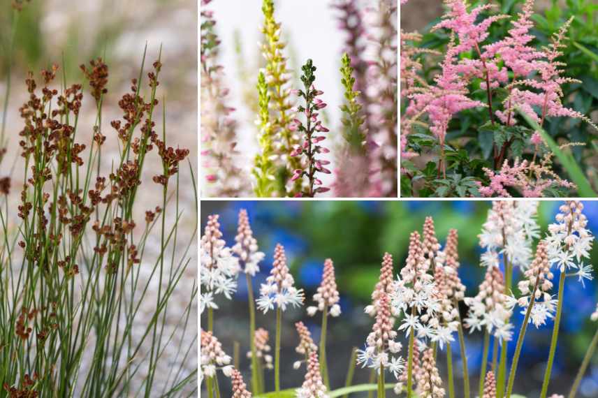 graminées sol acide association