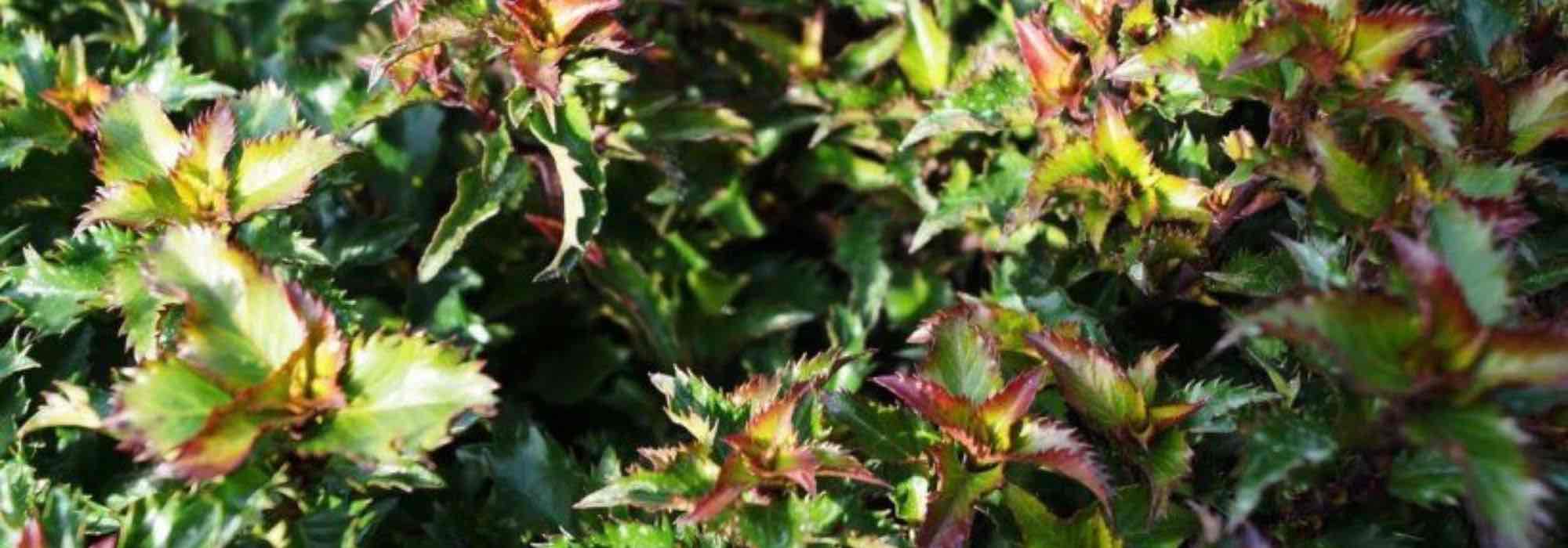 Houx nains : des variétés pour structurer jardin et terrasse