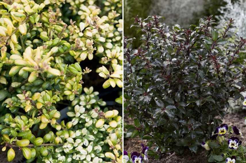 feuillage coloré de houx de taille modeste