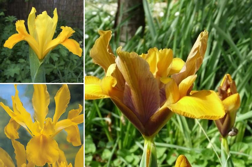 bulbeuses fleurs jaunes