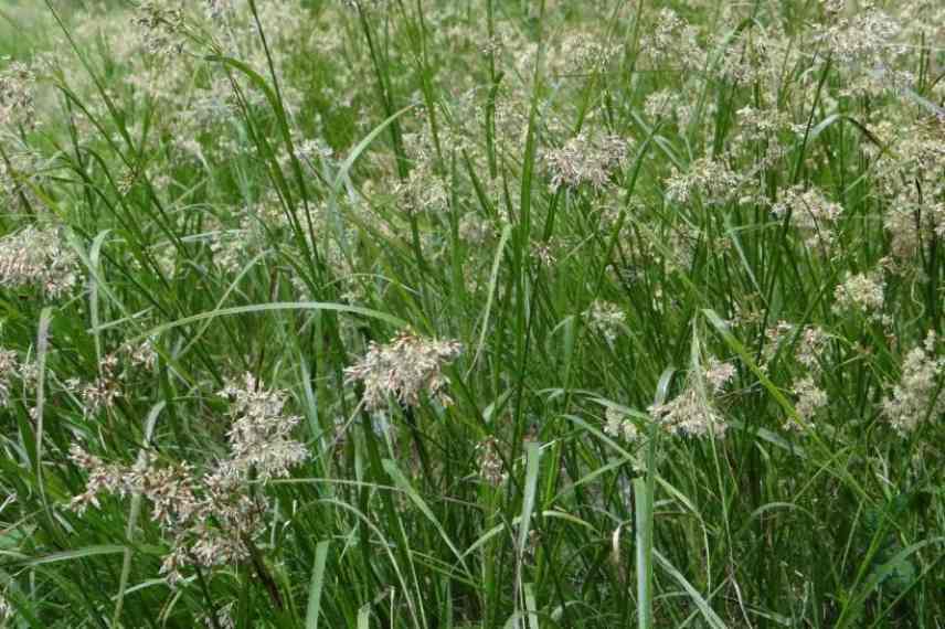 quelle graminée dans un sol acide ?