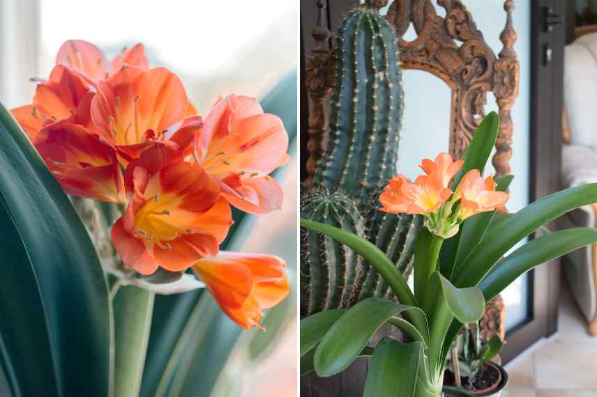 Clivia plante d interieur emplacement