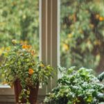 Les plantes d’intérieur idéales pour les pièces peu lumineuses