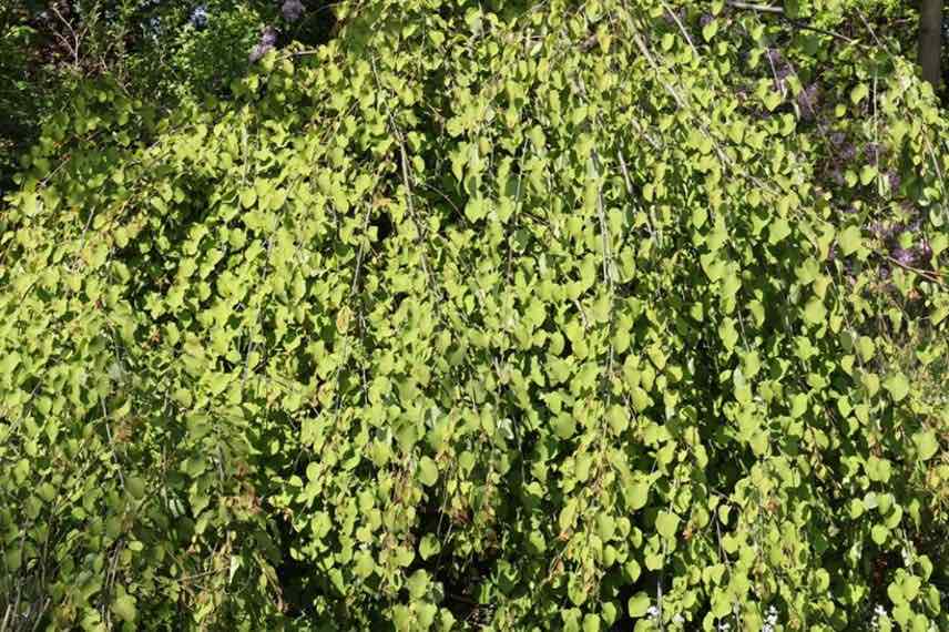 arbre au caramel à port arrondi et pleureur