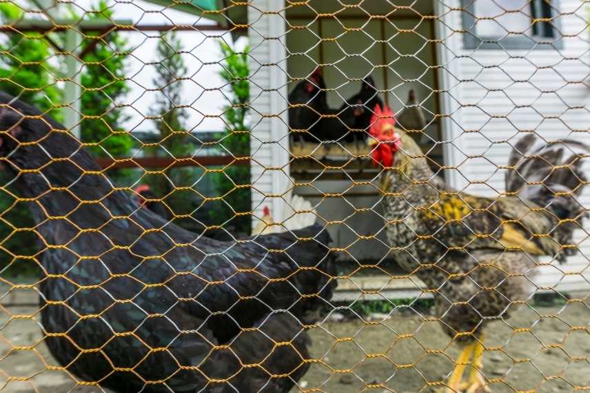 protection poulailler contre la fouine 