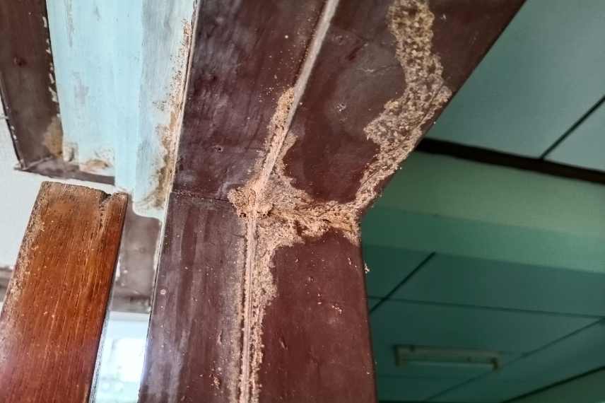 termites habitation attaquée