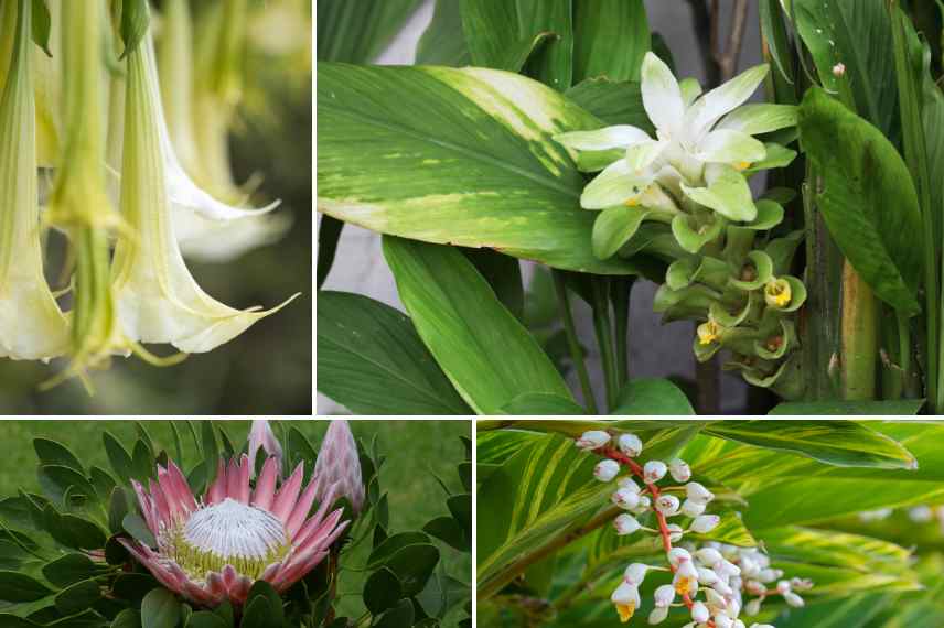 idee massif exotique fleurs vertes