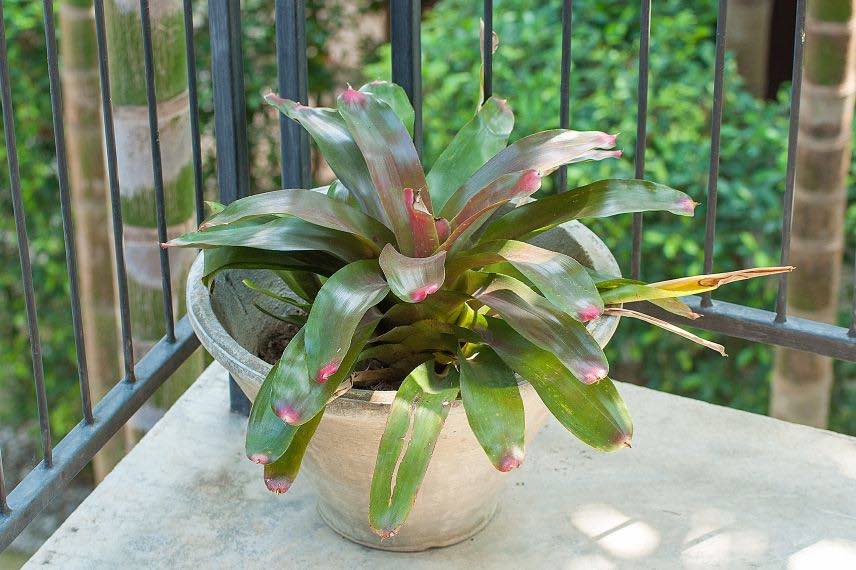 plante aechmea en pot