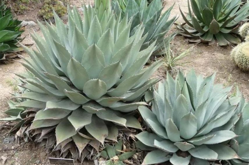 touffe d'Agave havardiana 