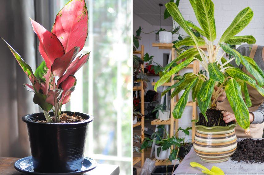 Aglaonema lumière et rempotage