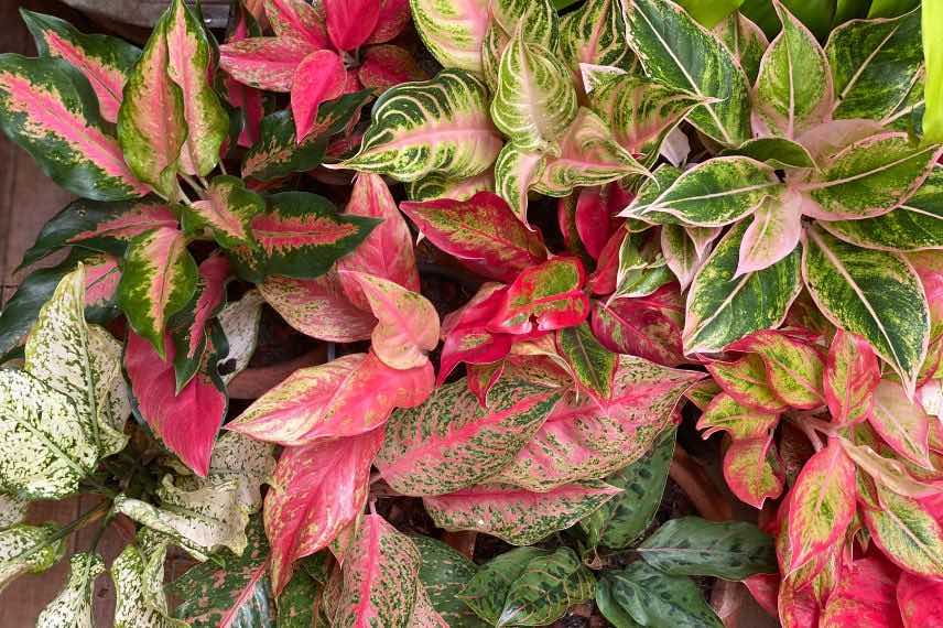 feuillages d'aglaonema