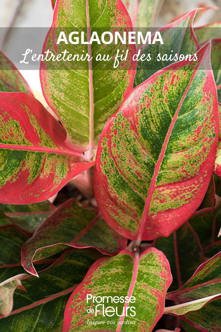 Aglaonema