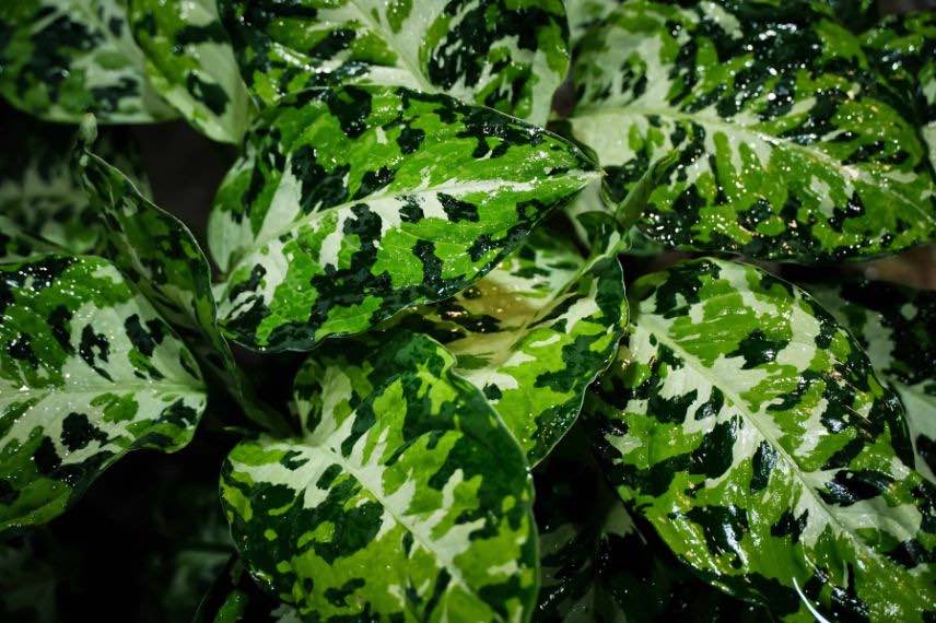 aglaonema pictum tricolor