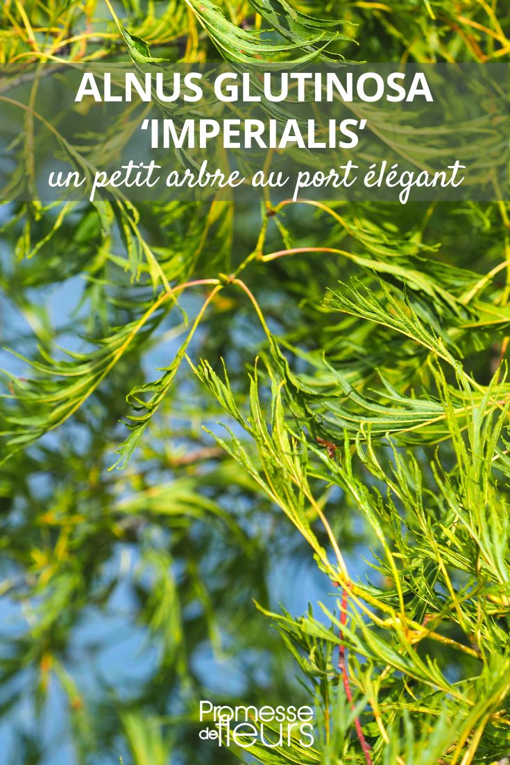 Alnus glutinosa Imperialis