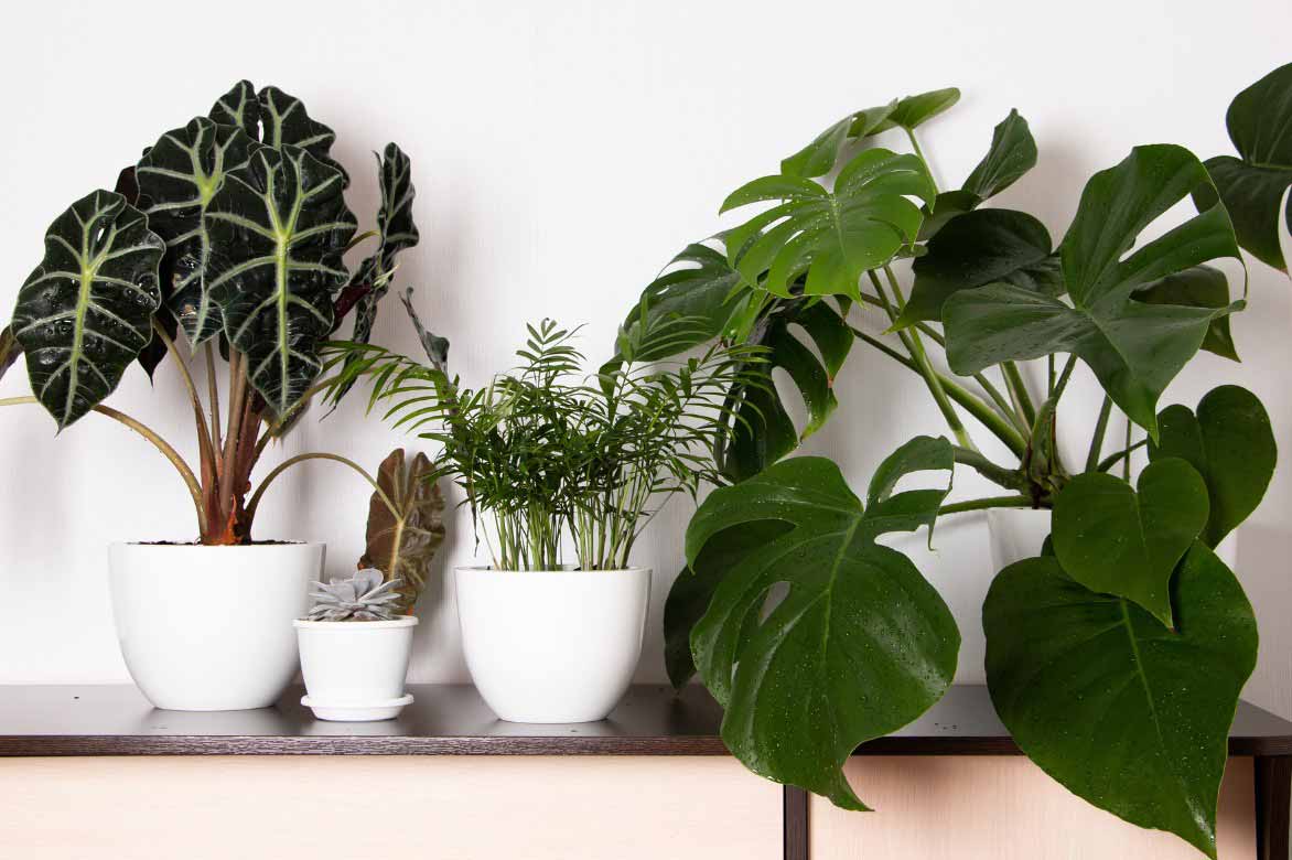 Alocasia cultivé avec d'autres plantes d'interieur