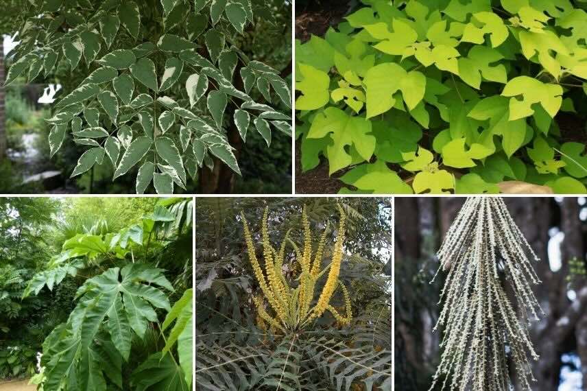 différents arbustes exotiques à feuillage graphique
