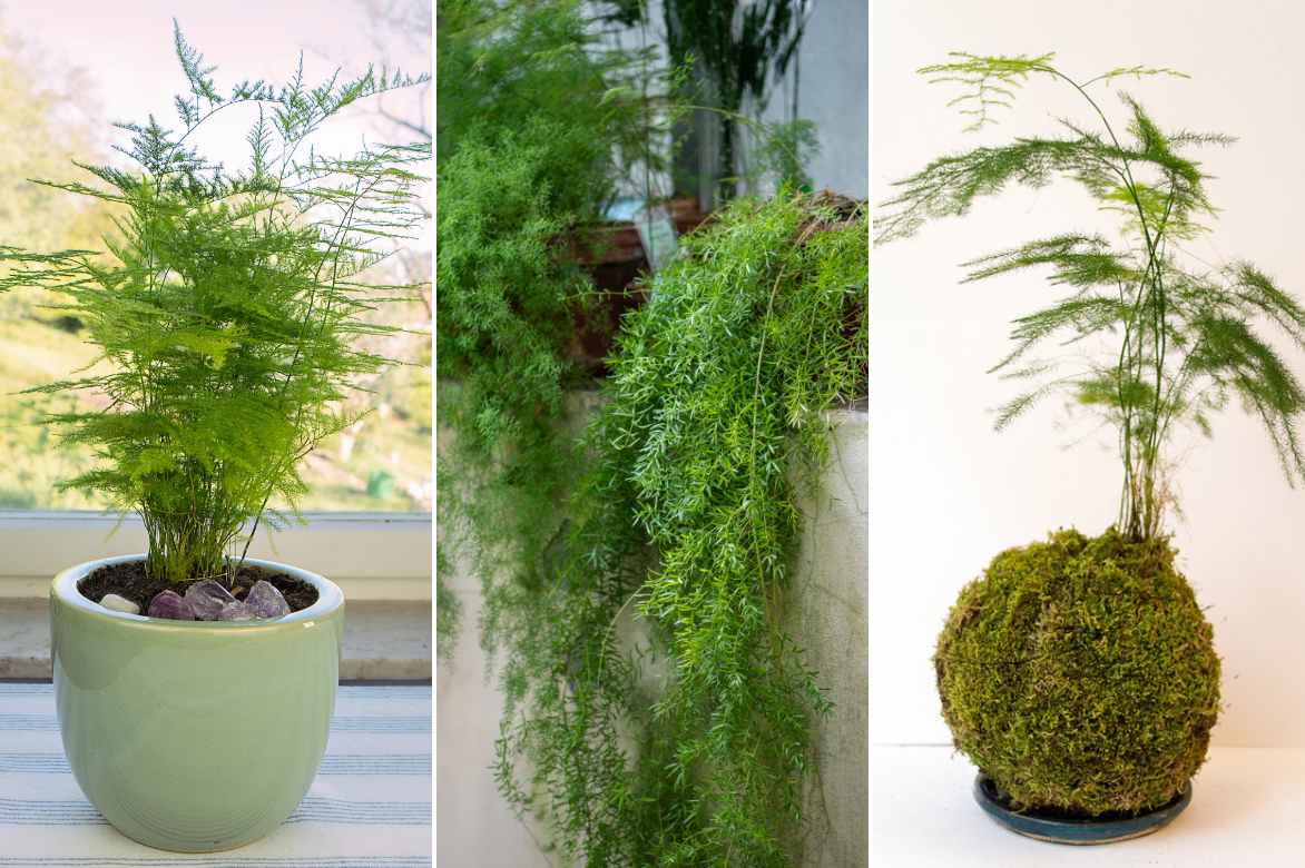 asperge interieur deco