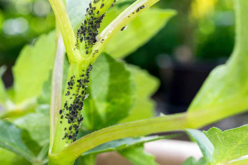 Les parasites du begonia : pucerons