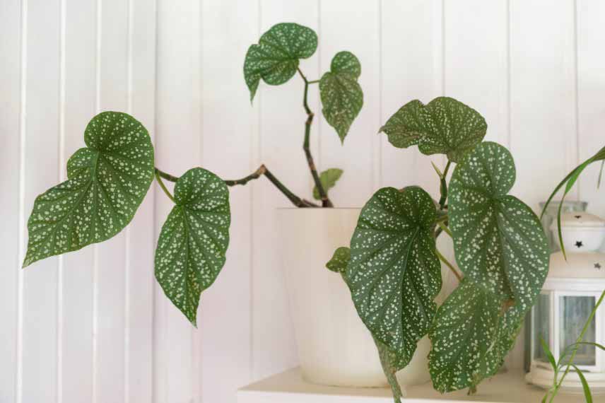 Begonia d'interieur