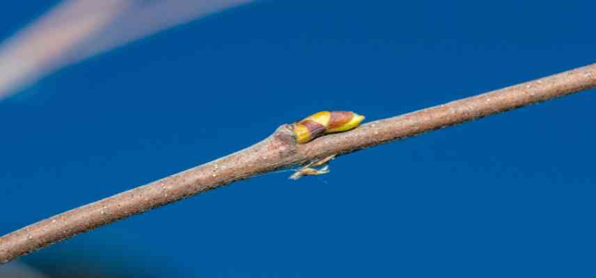 gemmotherapie bouleau bienfaits