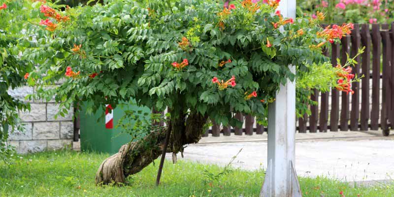 Comment tailler la bignone en arbre