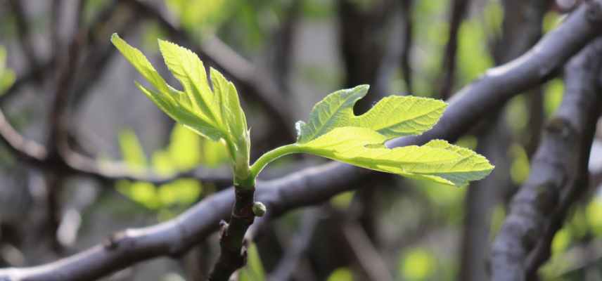 figuier gemmotherapie