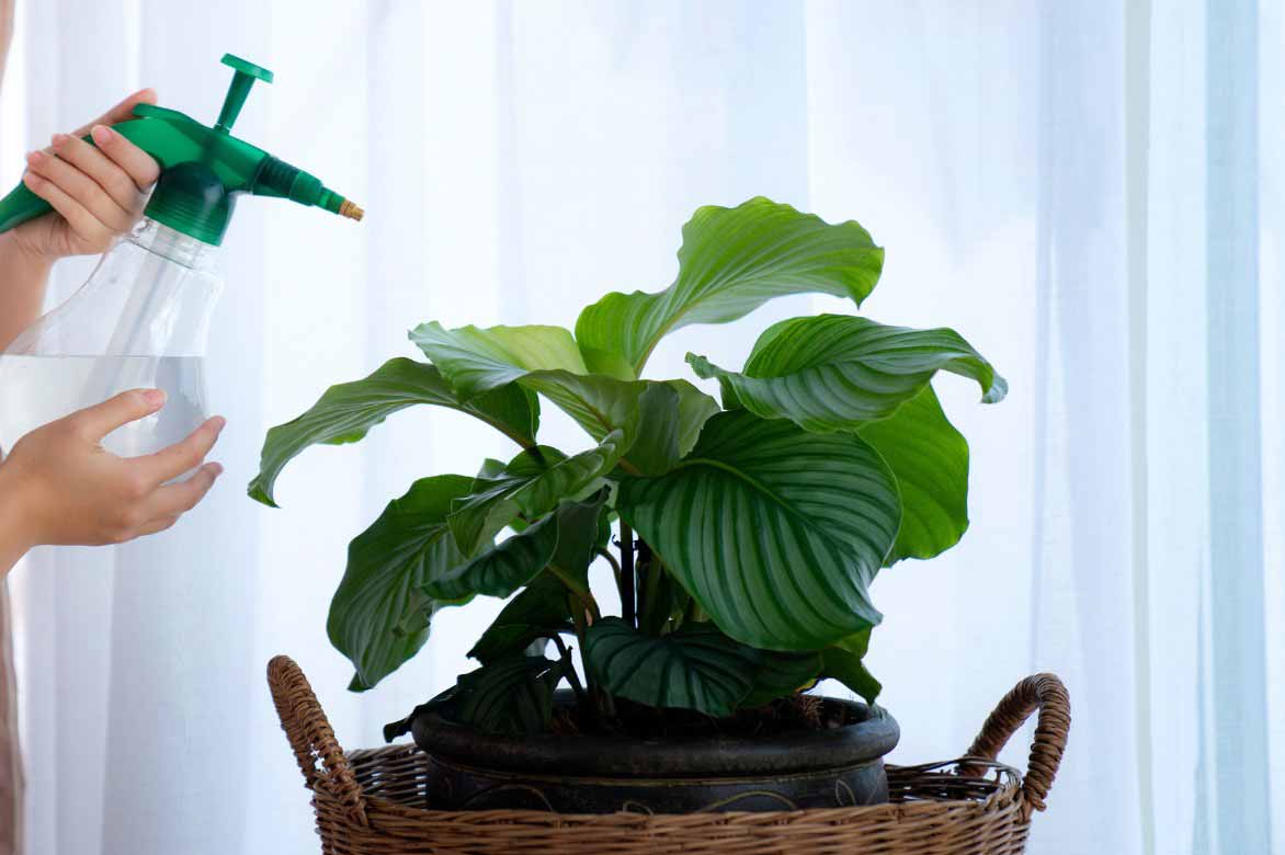 Brumisation feuillage Calathea