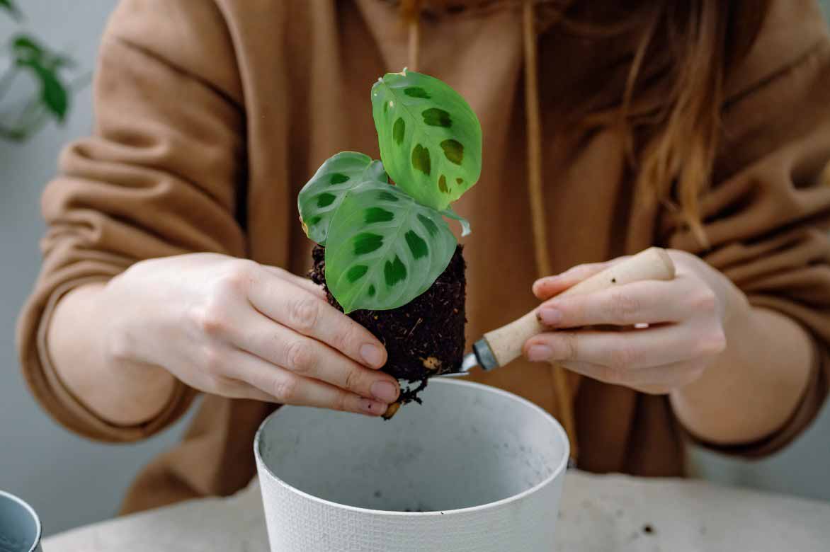 Comment planter le Calathea