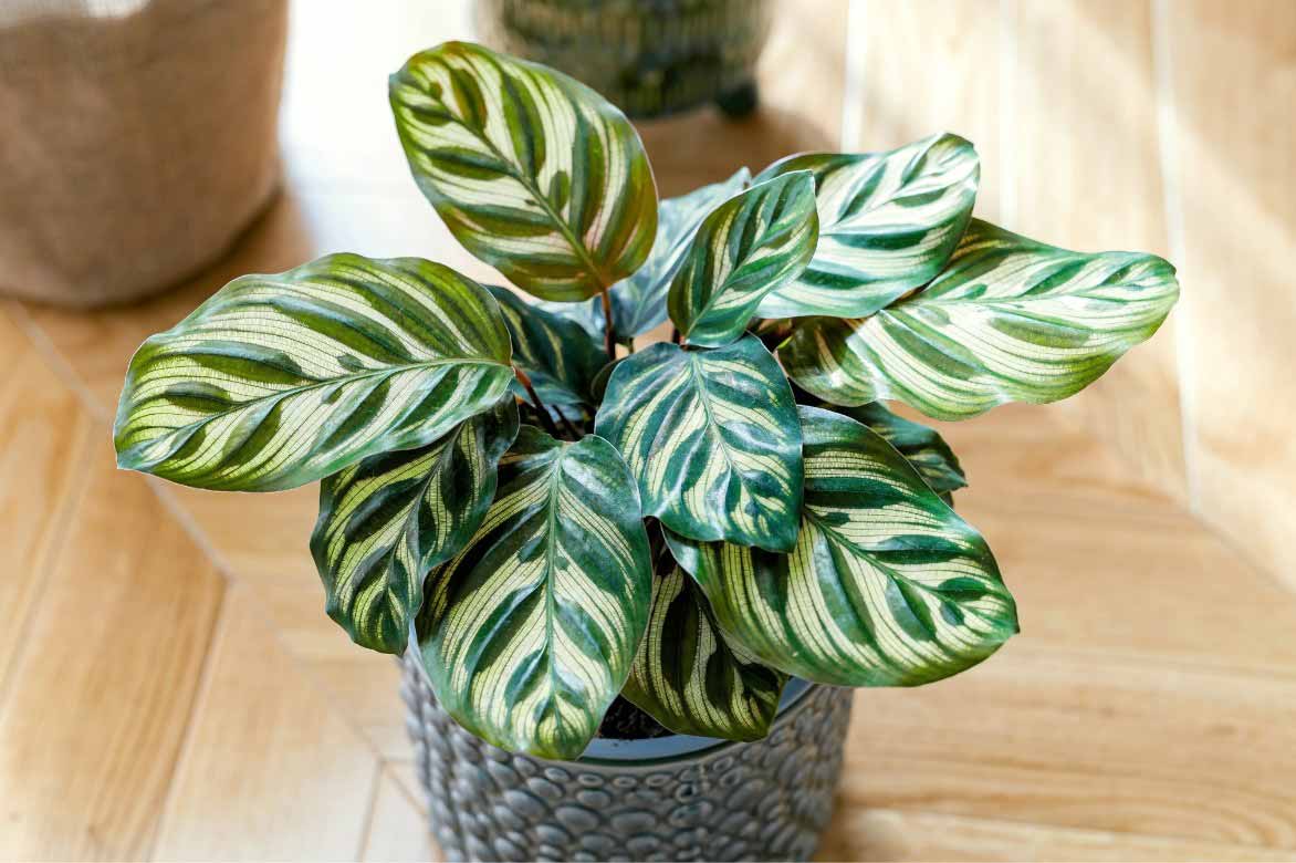 Culture Calathea en interieur