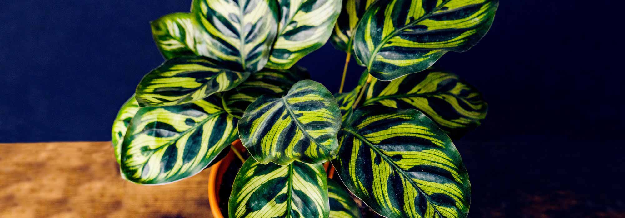 Calathea : variétés, culture, entretien