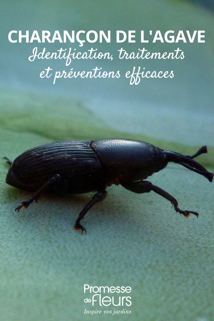 Scyphophorus acupunctatus