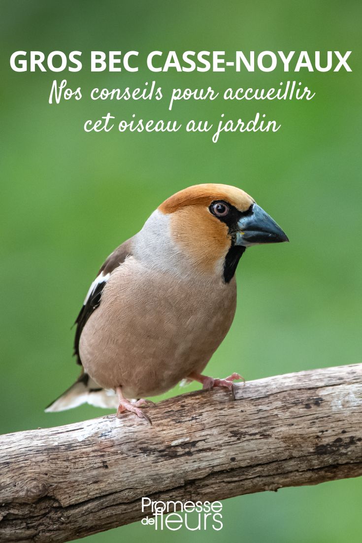 Coccothraustes coccothraustes