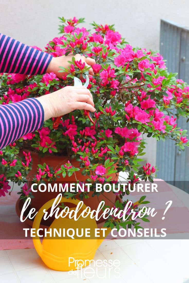 Taille et bouturage du rodo