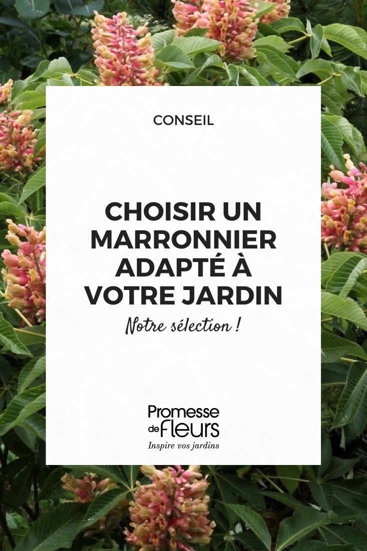 Aesculus pavia Koehnei