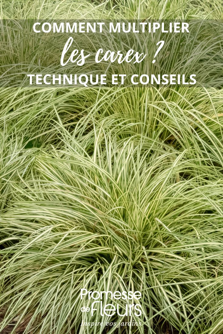 diviser les carex ou laiches