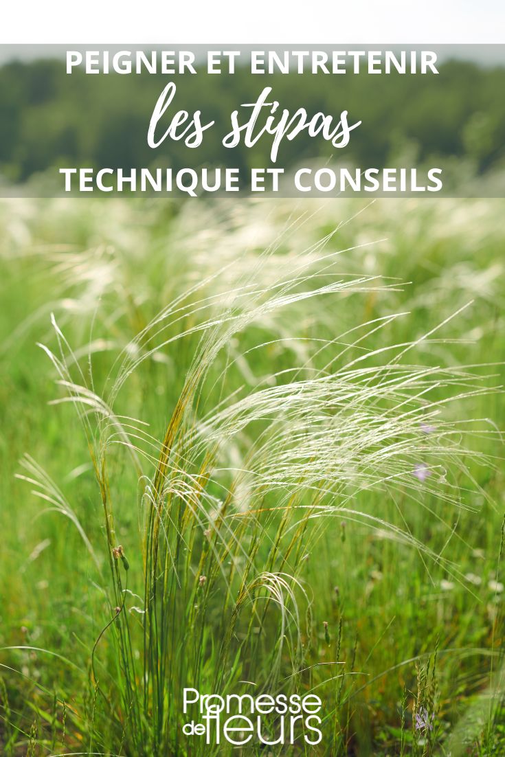 entretient de stipa